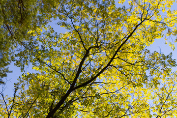 Autumn foliage abstract background
