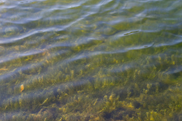 Under water plants