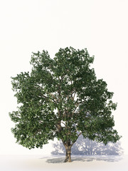 Fototapeta premium Trees isolated on white background, tropical trees isolated used for design, advertising and architecture. 3d rendering