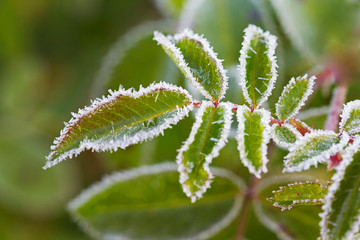 Frost on the leaves.  The first autumn frosts decorated nature with silver.