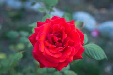Close-Up of red rose in a German garden