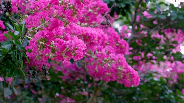 Close up of crape myrtle or Lagerstroemia