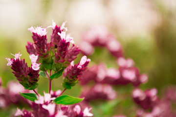 Obraz premium pink flowers in garden (Oregano)