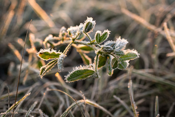 Close-Up of ice crystals on leaves and dry plan parts during winter time in Germany