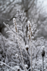 Close-Up of heavy snow on leaves and dry plan parts during winter time in Germany