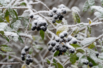 Close-Up of heavy snow on leaves and dry plan parts during winter time in Germany