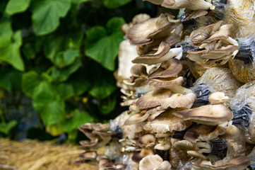 Beautiful fresh organic Phoenix mushroom or Indian oyster with green blurred leaves background.