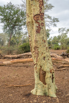 A fever tree trunk with evidence of damage caused by elephant activity image in vertical format