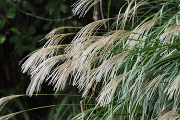 Japanese pampas grass is a plant that has long been loved by Japanese people. The sight of white ears swaying in the autumn breeze is very beautiful.