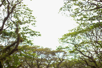 tree with green leaves