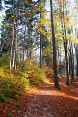Autumn forest, castle, rocks