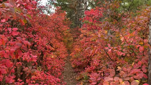 POV walk downhill through the forest in the fall. Trees with colorful red yellow autumn leaves. Crimea, Russia.