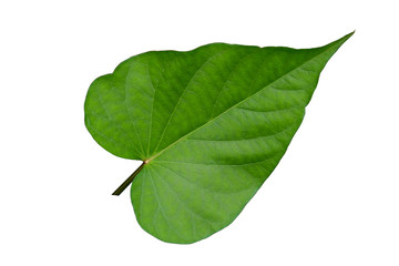 Obraz premium Green leaves on a white background, sweet potato leaves.