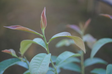 plant on the hill and flower