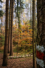 Herbstlicher Wald mit markiertem Baumstamm im Vordergrund und umgefallenen Birken im Hintergund