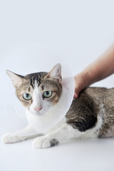 Sick cat wearing plastic cone lie down with vet hand on white background, with copy space.