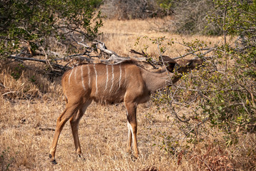 Naklejka na ściany i meble A female Greater Kudu (Tragelaphus strepsiceros)