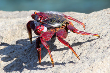 rote_Klippenkrabbe