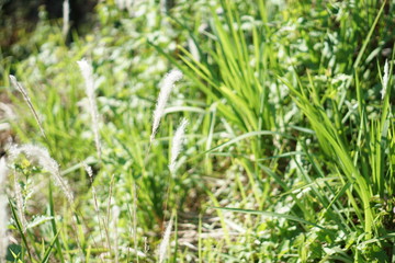 plant on the hill and flower