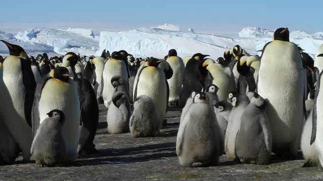 A colony of Emperor penguins (aptenodytes forsteri)on the ice of Davis sea,Eastern Antarctica