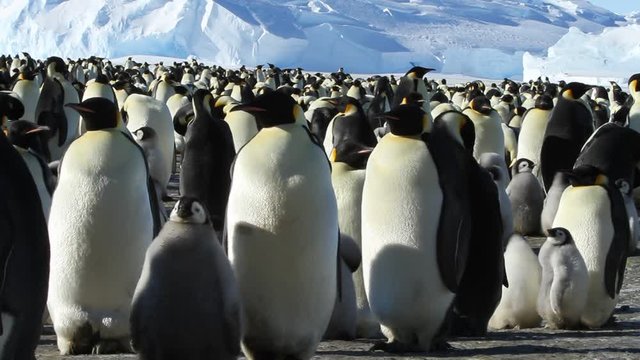 A colony of Emperor penguins (aptenodytes forsteri)on the ice of Davis sea,Eastern Antarctica