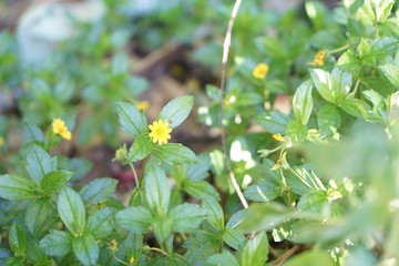 plant on the hill and flower