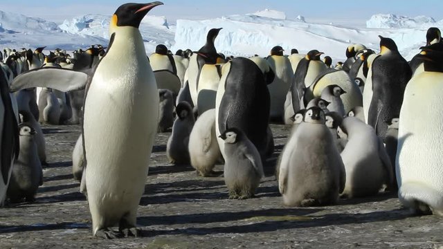 A colony of Emperor penguins (aptenodytes forsteri)on the ice of Davis sea,Eastern Antarctica