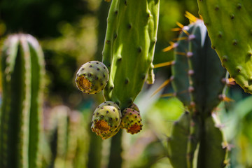 Fototapeta premium View of blooming prickly cactus, selective focus.