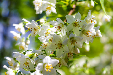 Soft light falls on a flowering branch of apple or cherry in spring or summer.