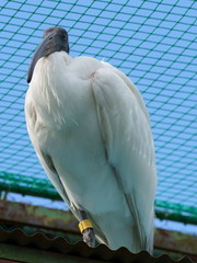 クロトキ