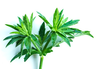 Parsley on a white background, used for seasoning food.