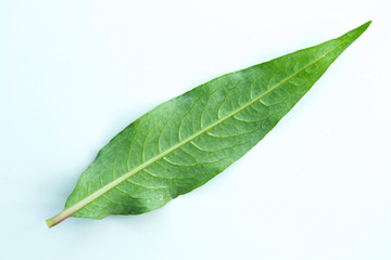 Green leaves on a white background, Persicaria odorata
