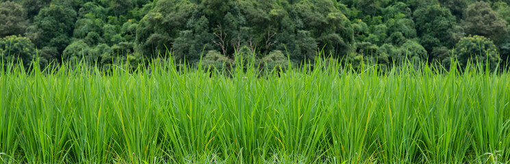 Panorama of green grass background, natural background - selective focus