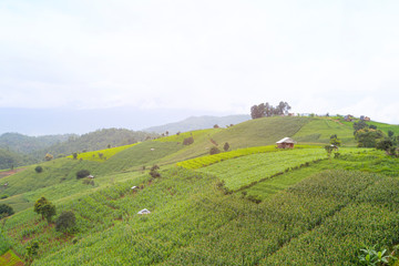 Fototapeta premium Agricultural field landscape, rice terraces and agricultural farm land on the mountains.