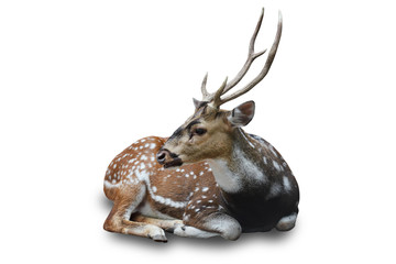 Cute spotted fallow deer isolated on a white background - clipping paths.