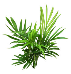 Green leaves of chameadorea palm