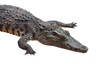 Fototapeta premium crocodile isolated on white background - clipping paths.
