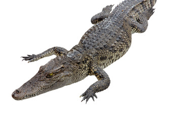 crocodile isolated on white background - clipping paths.