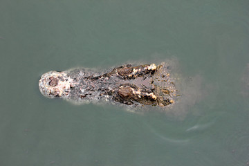 Close - up of a head crocodile.