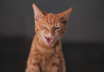 young cat with a blind eye yawns