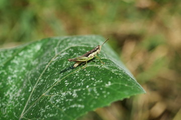 Grasshopper on tree leaf with natural green background, Insect pests in tropical areas