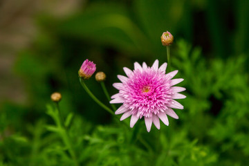 Beautiful pink flower with rain drops on petals, growing in the garden. Selective focus. 