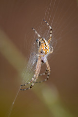 Spider waiting in his web.