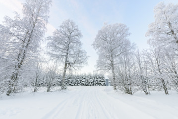 The forest has covered with heavy snow and clear blue sky in winter season at Lapland, Finland.