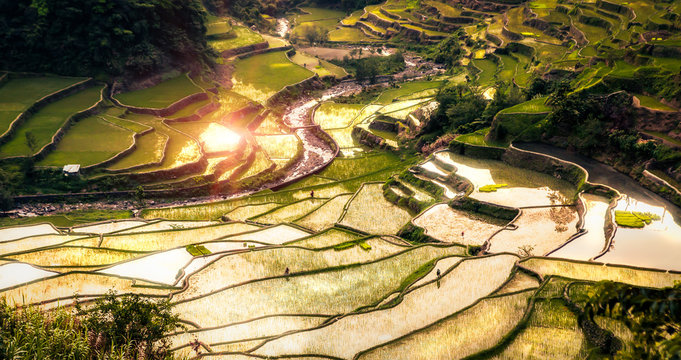 Ifugao Rice Fields of Luzon