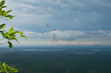 Golden Orb Weaver spider hanging in a web