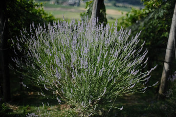Lavendel