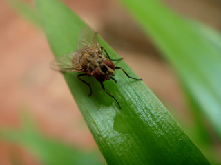 Housefly : Macro