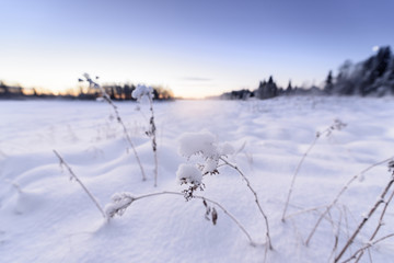 The ice lake and forest has covered with heavy snow and nice blue sky in winter season at Holiday Village Kuukiuru, Finland.