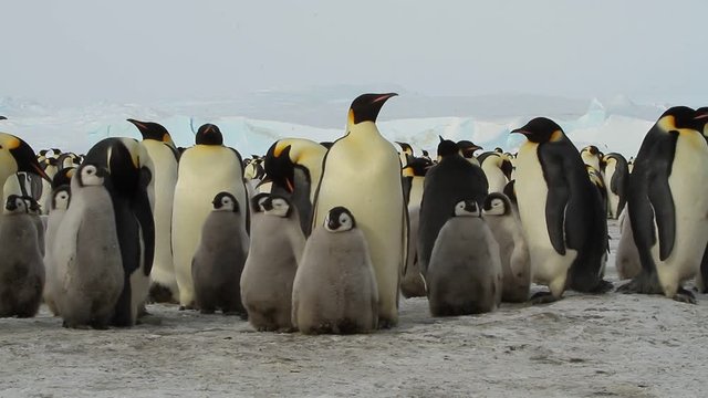 A colony of Emperor penguins (aptenodytes forsteri)on the ice of Davis sea,Eastern Antarctica